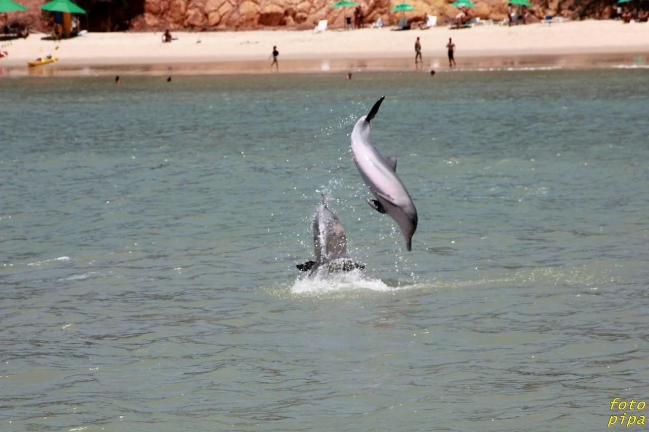Passeio de Lancha em Pipa, Baía dos Golfinhos, foto 4